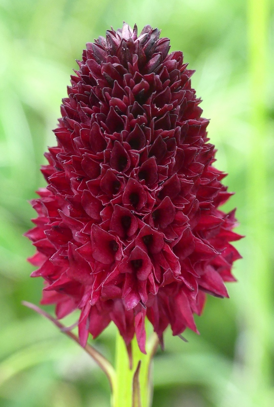 Nigritella cenisia e Nigritella rhellicani  Savoia francese   luglio 2023.